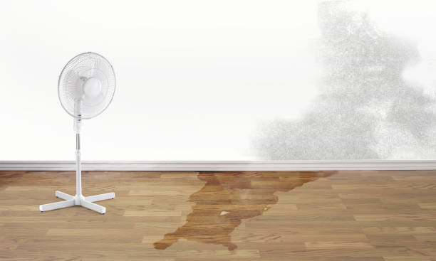 Best Flood damage cleanup  in Town Creek, AL