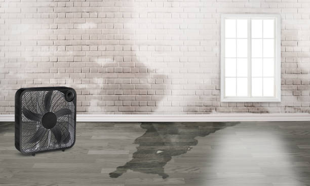 Best Carpet water damage restoration  in Town Creek, AL