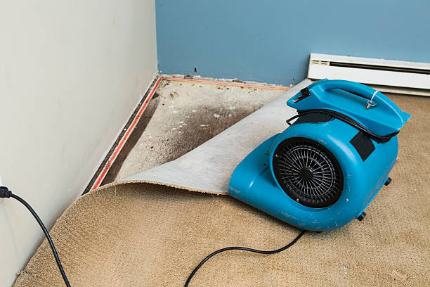 Best Local water damage restoration  in Town Creek, AL